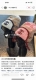 Chane 针织冷帽 一上架便火遍小红书~ 全网首发 对色对版 首批货量充足 快快入手